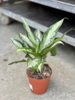 Zdjęcie rosliny doniczkowej Aglaonema Jubilee Compacta, ujęcie 3