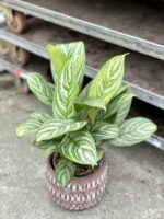 Zdjęcie rosliny doniczkowej Aglaonema Stripes, ujęcie 1