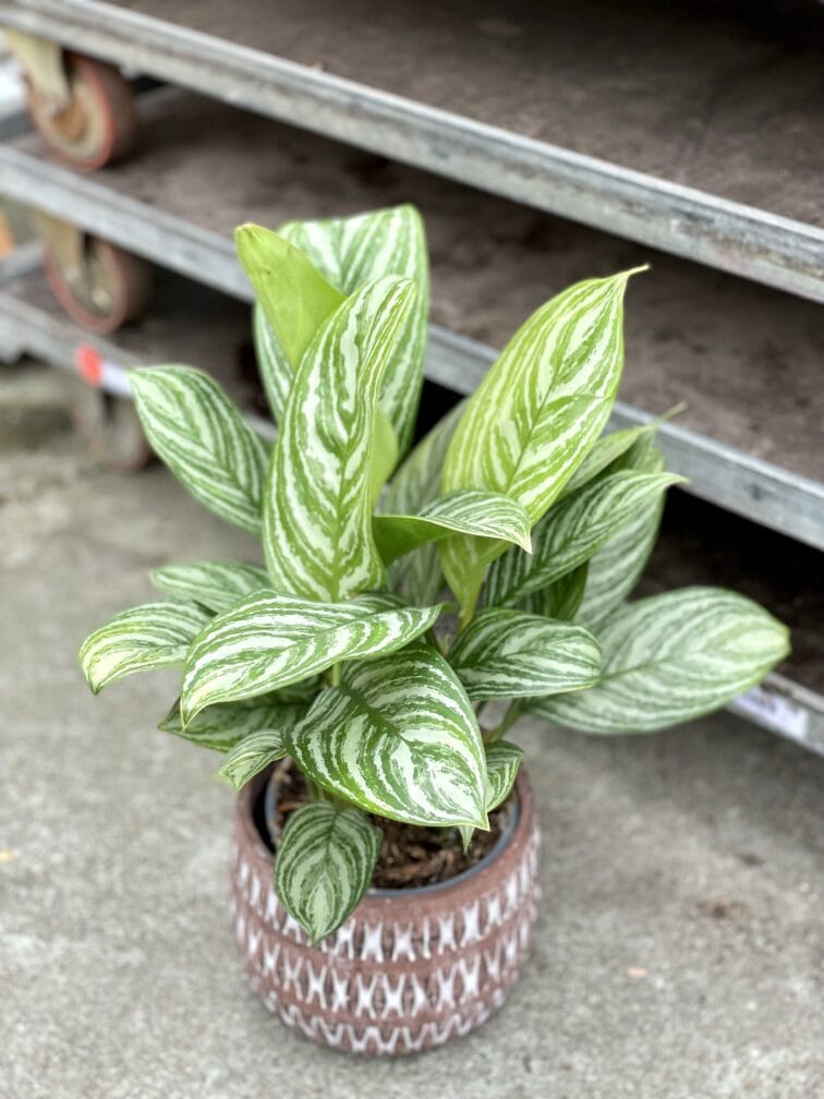 aglaonema-stripes_15x50-1_1653123808.jpg Zdjęcie rosliny doniczkowej Aglaonema Stripes, ujęcie 1