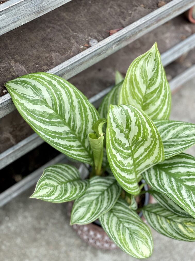 Zdjęcie rosliny doniczkowej Aglaonema Stripes, ujęcie 2