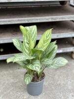 Zdjęcie rosliny doniczkowej Aglaonema Stripes, ujęcie 3