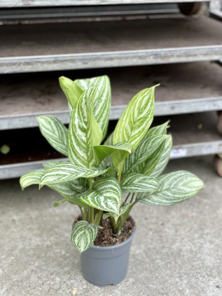 Zdjęcie rosliny doniczkowej Aglaonema Stripes, ujęcie 3