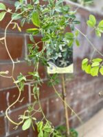 Zdjęcie rosliny doniczkowej Akebia quinata variegata (Akebia pięciolistkowa), ujęcie 1