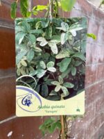 Zdjęcie rosliny doniczkowej Akebia quinata variegata (Akebia pięciolistkowa), ujęcie 2