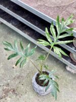 Zdjęcie rosliny doniczkowej Alocasia brancifolia Pink Passion, ujęcie 1
