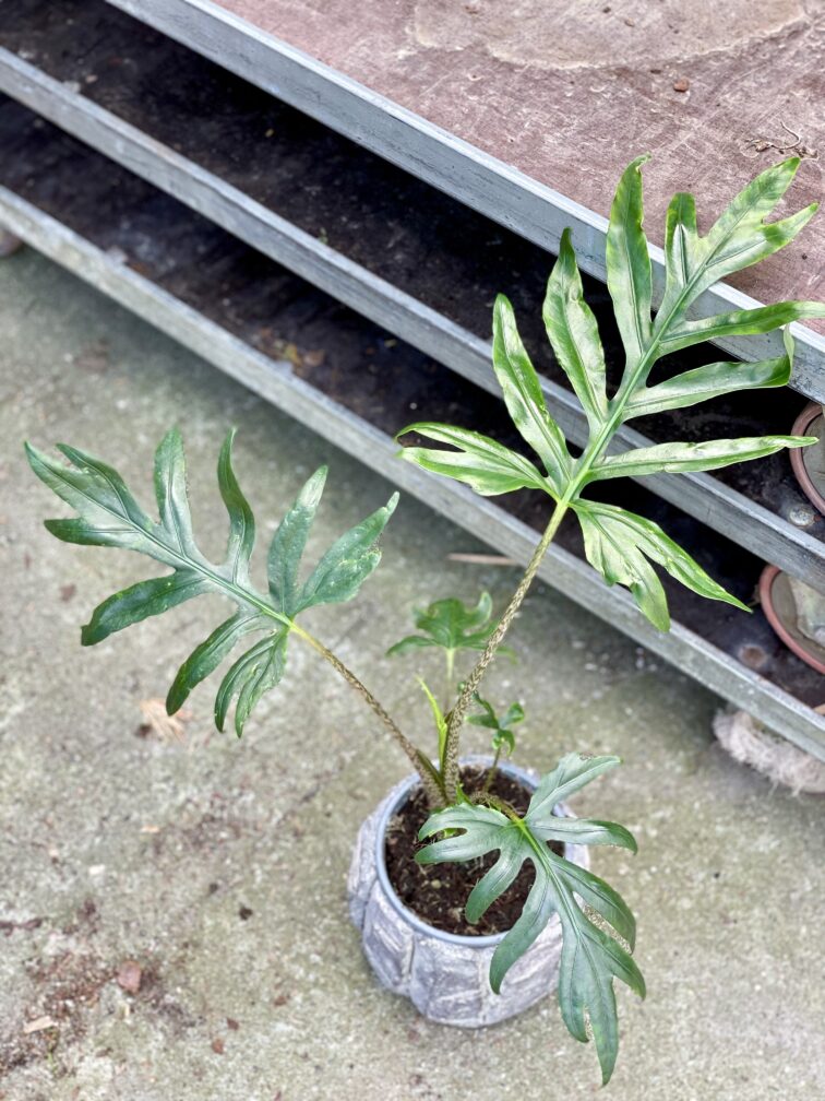Zdjęcie rosliny doniczkowej Alocasia brancifolia Pink Passion, ujęcie 1
