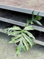 Zdjęcie rosliny doniczkowej Alocasia brancifolia Pink Passion, ujęcie 2