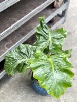Zdjęcie rosliny doniczkowej Alocasia Low Rider, ujęcie 1