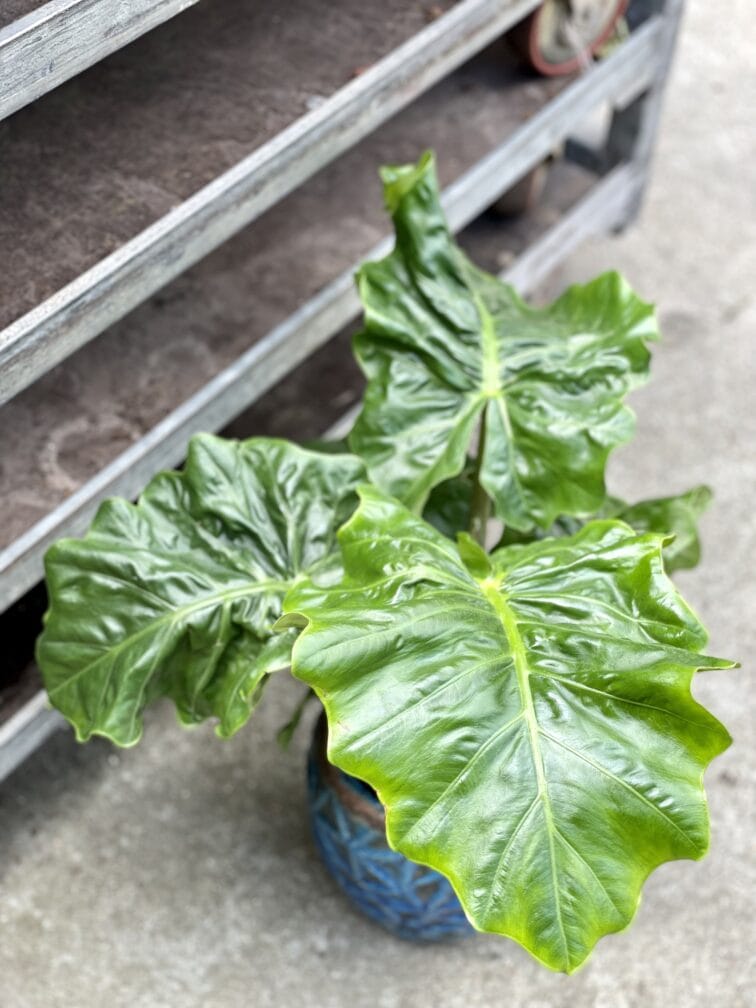 Zdjęcie rosliny doniczkowej Alocasia Low Rider, ujęcie 1