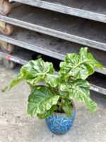 Zdjęcie rosliny doniczkowej Alocasia Low Rider, ujęcie 2