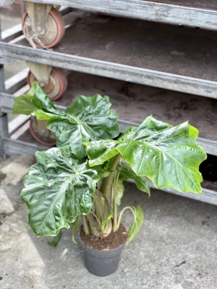 Zdjęcie rosliny doniczkowej Alocasia Low Rider, ujęcie 3