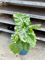 Zdjęcie rosliny doniczkowej Alocasia Low Rider, ujęcie 4