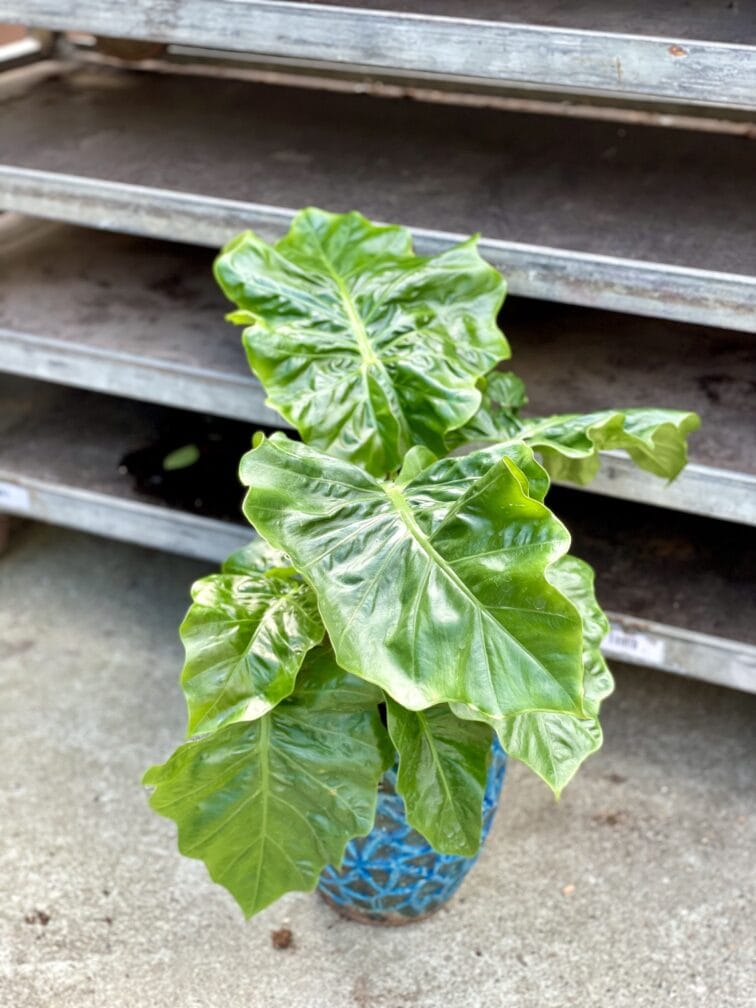 Zdjęcie rosliny doniczkowej Alocasia Low Rider, ujęcie 4