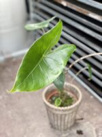 Zdjęcie rosliny doniczkowej Alocasia Zebrina, ujęcie 1