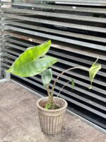 Zdjęcie rosliny doniczkowej Alocasia Zebrina, ujęcie 2
