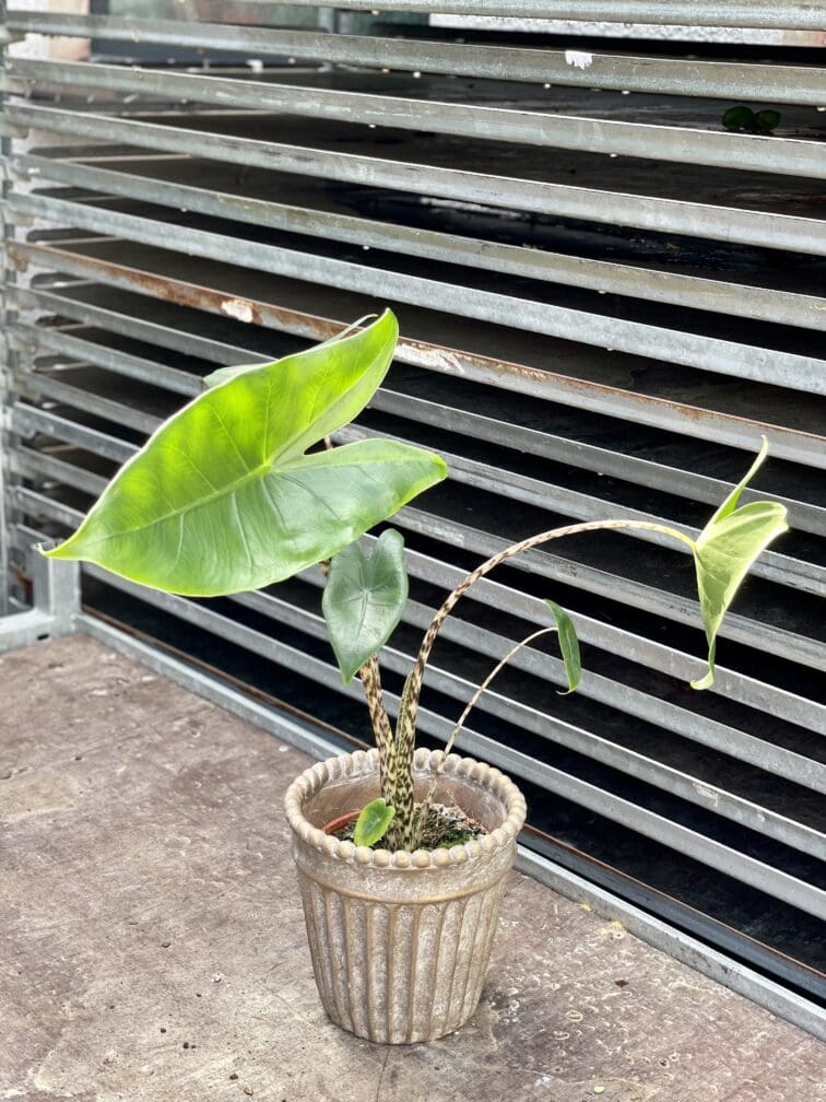 Zdjęcie rosliny doniczkowej Alocasia Zebrina, ujęcie 2