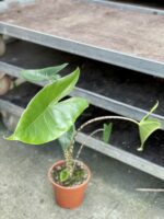 Zdjęcie rosliny doniczkowej Alocasia Zebrina, ujęcie 3