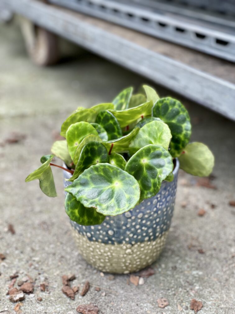 Zdjęcie rosliny doniczkowej Begonia kingiana, ujęcie 1