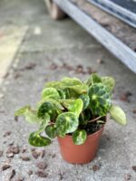 Zdjęcie rosliny doniczkowej Begonia kingiana, ujęcie 2