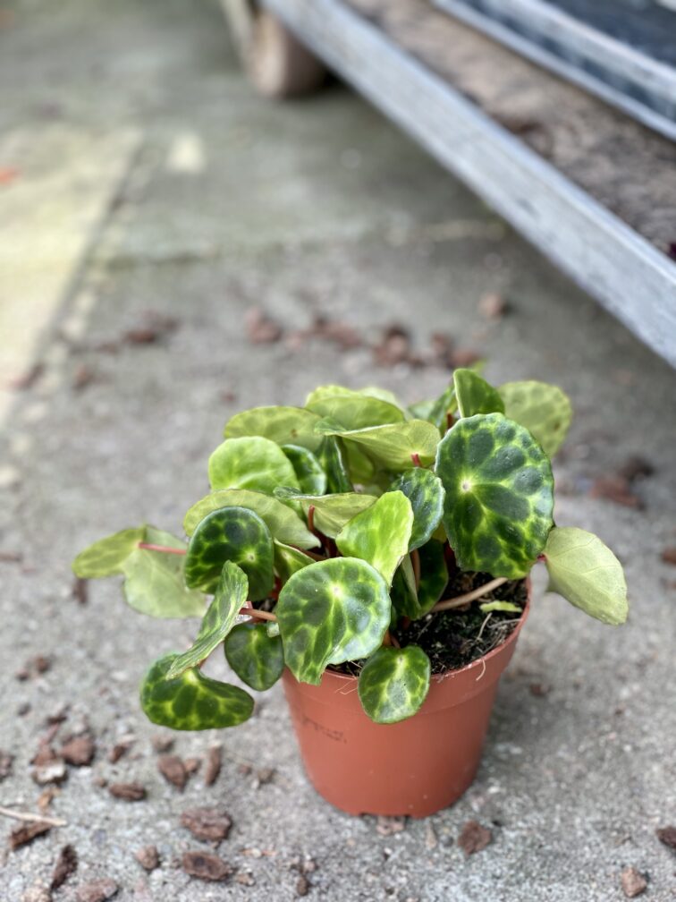 Zdjęcie rosliny doniczkowej Begonia kingiana, ujęcie 2