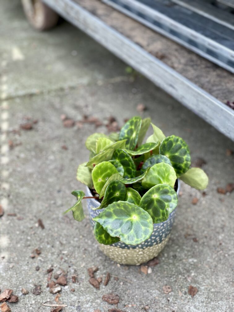 Zdjęcie rosliny doniczkowej Begonia kingiana, ujęcie 3
