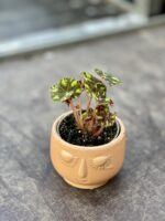 Zdjęcie rosliny doniczkowej Begonia rex Tiger Paws, ujęcie 1