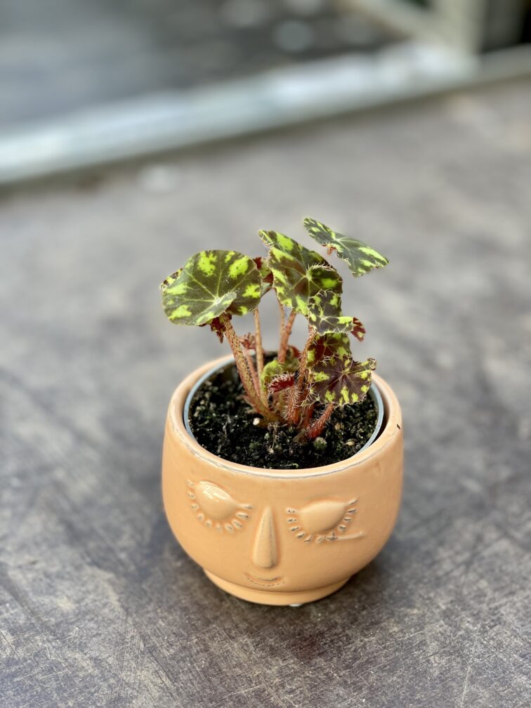 Zdjęcie rosliny doniczkowej Begonia rex Tiger Paws, ujęcie 1