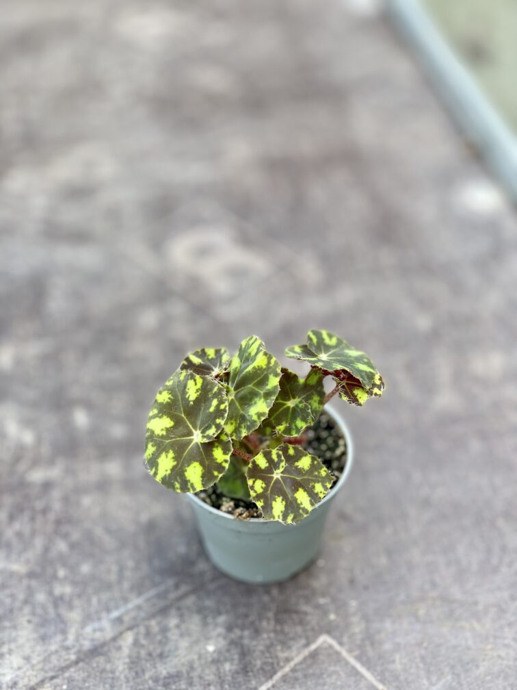 Zdjęcie rosliny doniczkowej Begonia rex Tiger Paws, ujęcie 2