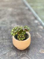 Zdjęcie rosliny doniczkowej Begonia rex Tiger Paws, ujęcie 3
