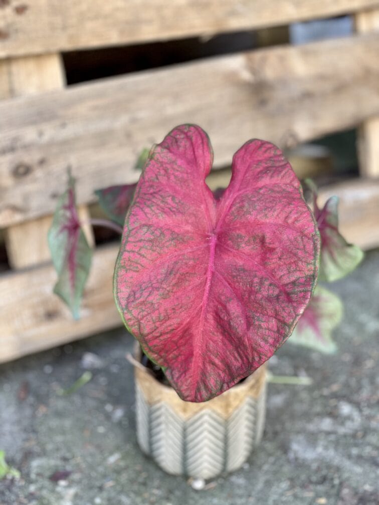 Zdjęcie rosliny doniczkowej Caladium Brandy Wine, ujęcie 1