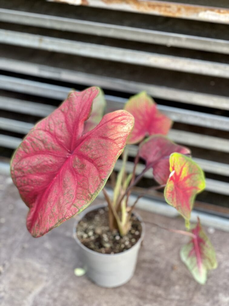 Zdjęcie rosliny doniczkowej Caladium Brandy Wine, ujęcie 2