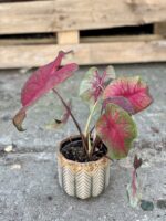 Zdjęcie rosliny doniczkowej Caladium Brandy Wine, ujęcie 3