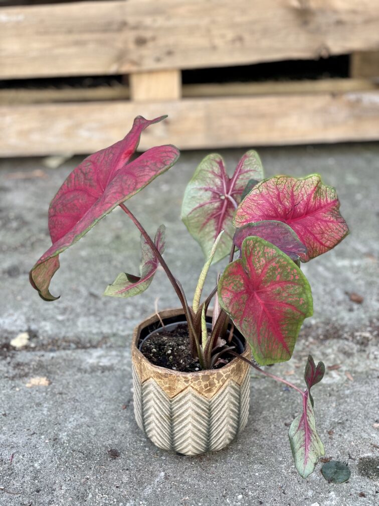 Zdjęcie rosliny doniczkowej Caladium Brandy Wine, ujęcie 3