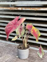 Zdjęcie rosliny doniczkowej Caladium Brandy Wine, ujęcie 4