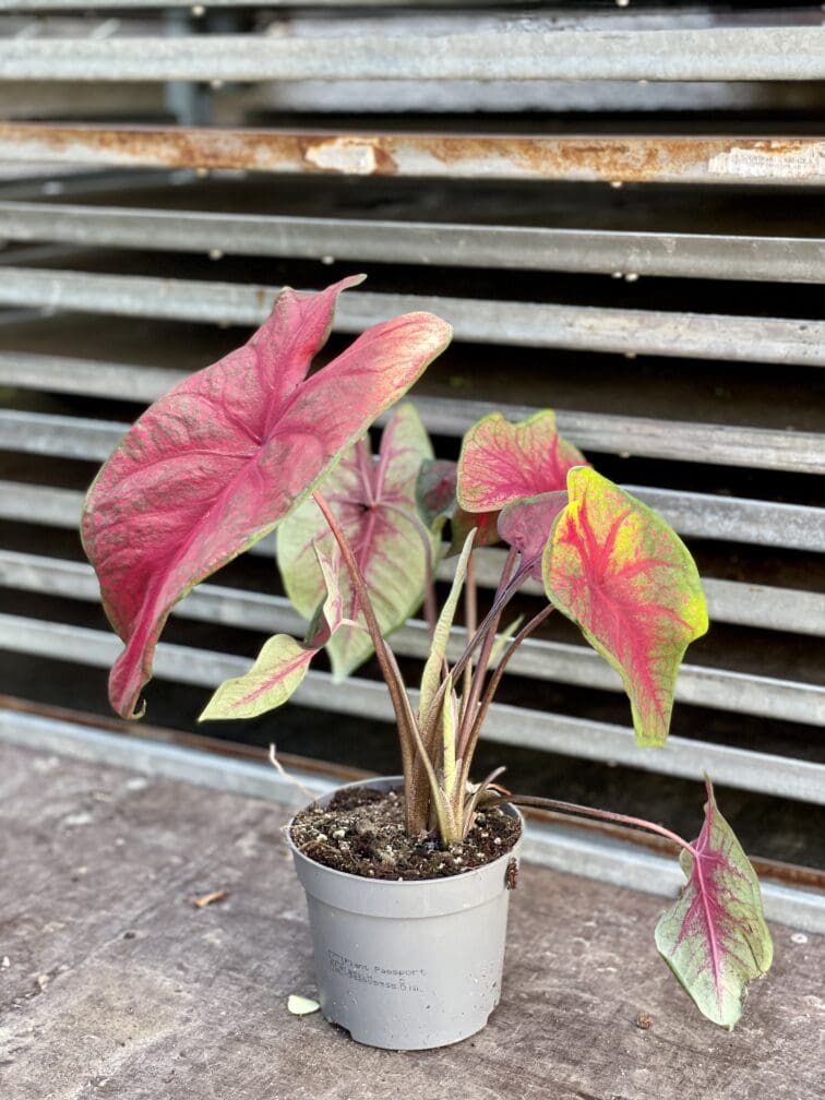 Zdjęcie rosliny doniczkowej Caladium Brandy Wine, ujęcie 4