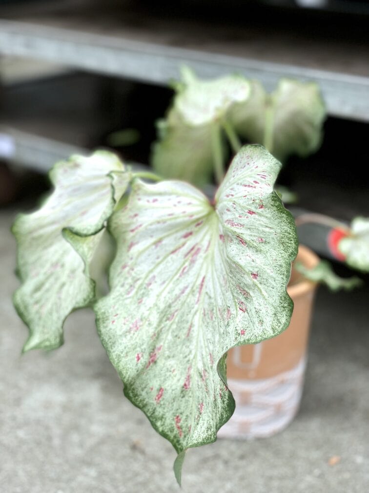 Zdjęcie rosliny doniczkowej Caladium Gingerland, ujęcie 1