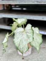 Zdjęcie rosliny doniczkowej Caladium Gingerland, ujęcie 2