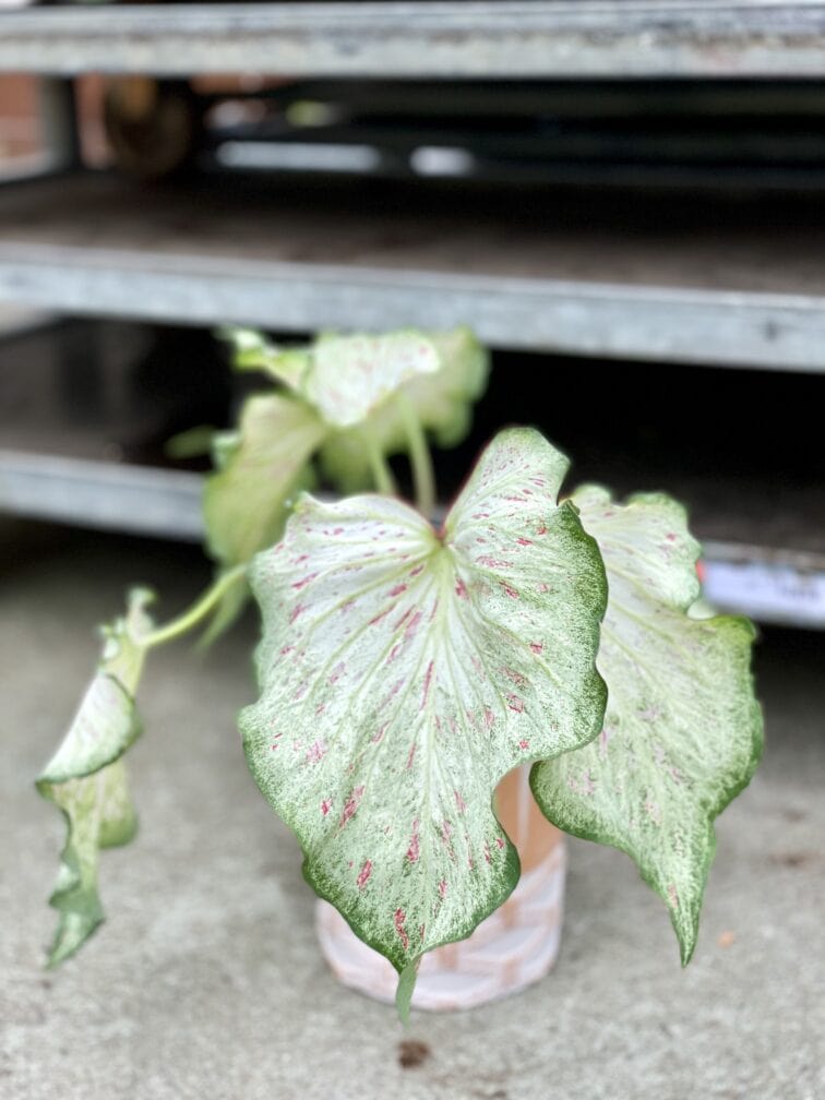 Zdjęcie rosliny doniczkowej Caladium Gingerland, ujęcie 2