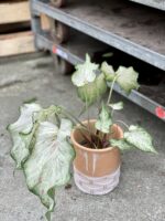 Zdjęcie rosliny doniczkowej Caladium Gingerland, ujęcie 3