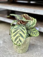 Zdjęcie rosliny doniczkowej Calathea Makoyana, ujęcie 1