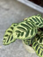 Zdjęcie rosliny doniczkowej Calathea Makoyana, ujęcie 2