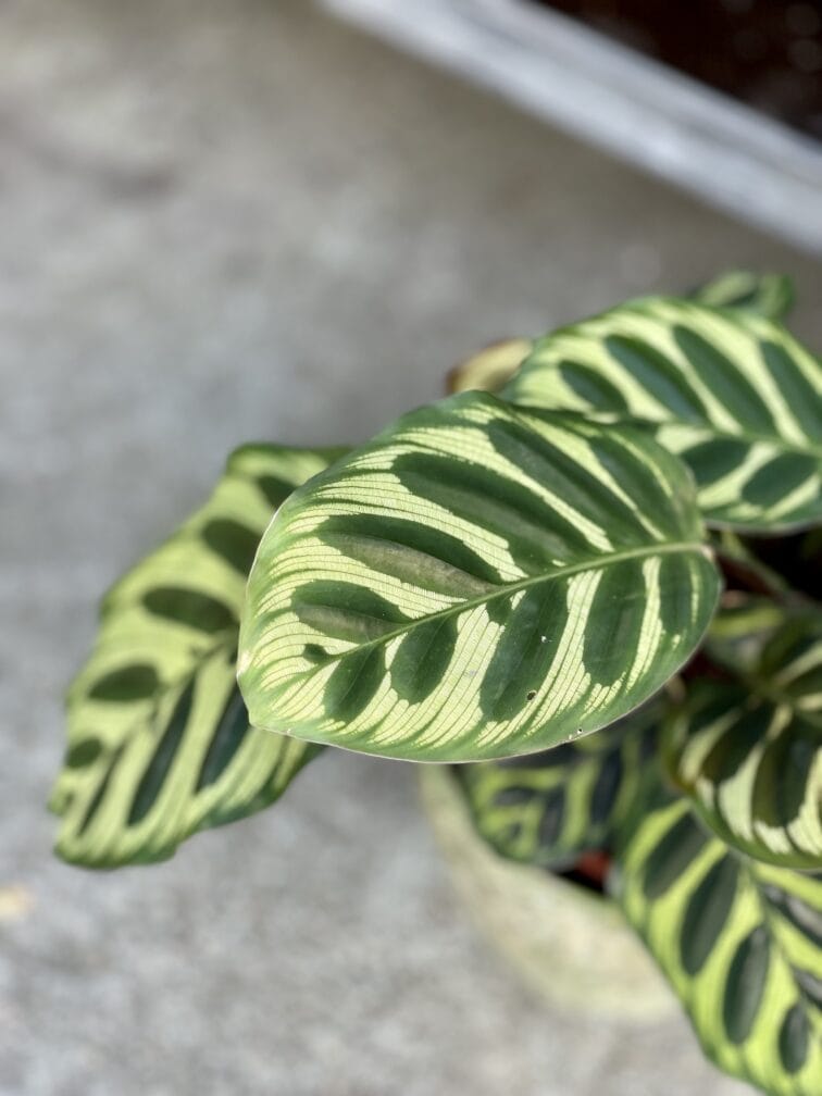 Zdjęcie rosliny doniczkowej Calathea Makoyana, ujęcie 2
