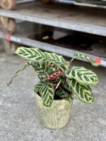 Zdjęcie rosliny doniczkowej Calathea Makoyana, ujęcie 3