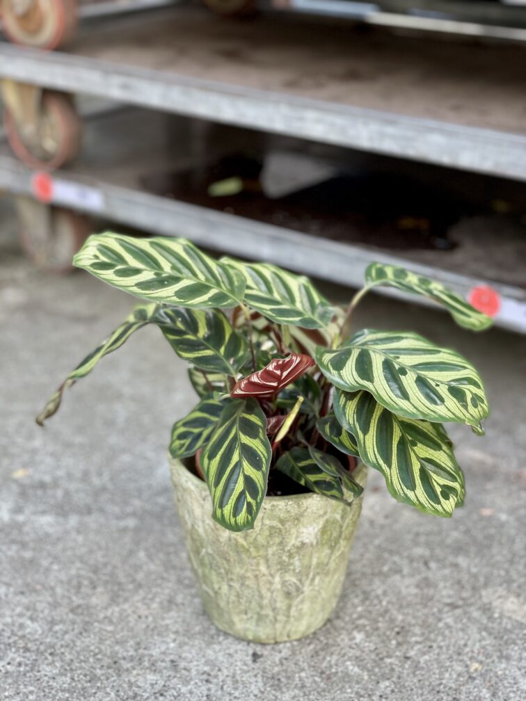 Zdjęcie rosliny doniczkowej Calathea Makoyana, ujęcie 3
