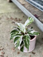 Zdjęcie rosliny doniczkowej Calathea White Fusion, ujęcie 1