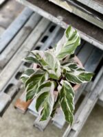 Zdjęcie rosliny doniczkowej Calathea White Fusion, ujęcie 2