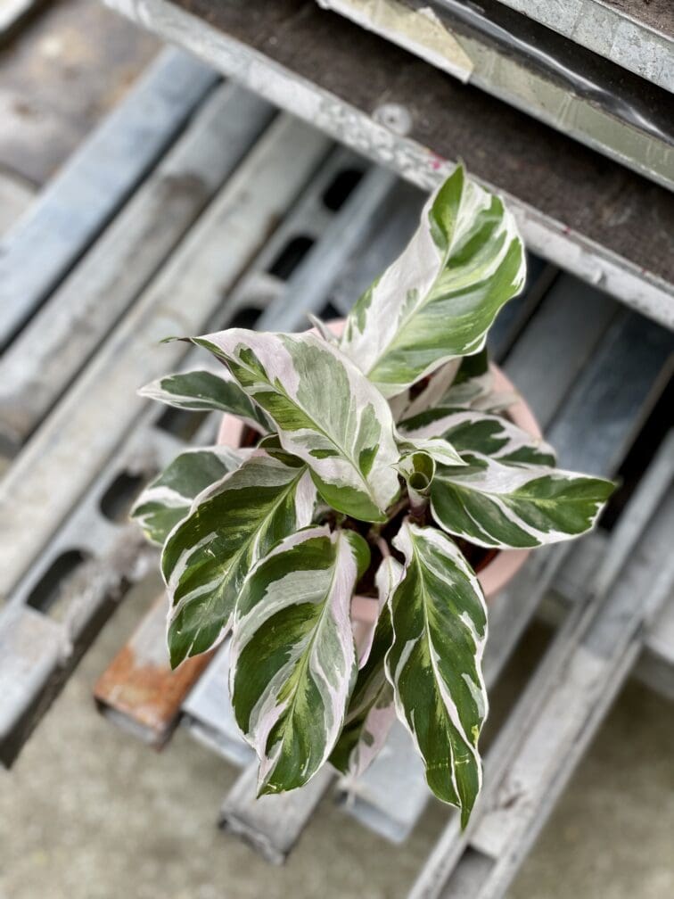 Zdjęcie rosliny doniczkowej Calathea White Fusion, ujęcie 2