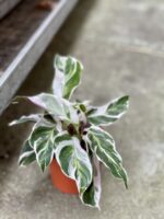 Zdjęcie rosliny doniczkowej Calathea White Fusion, ujęcie 3