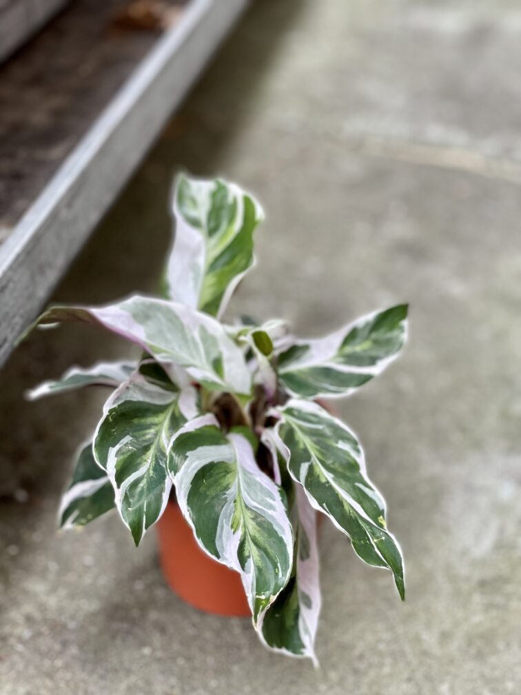 Zdjęcie rosliny doniczkowej Calathea White Fusion, ujęcie 3