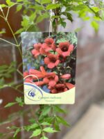Zdjęcie rosliny doniczkowej Campsis radicans Flamenco (Milin amerykański), ujęcie 2